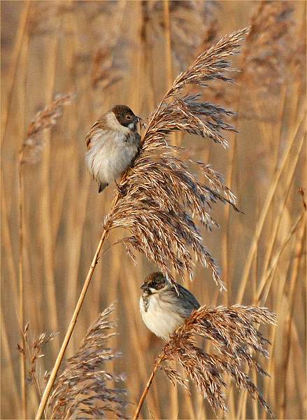 Reed Buntings_David Pryke.jpg